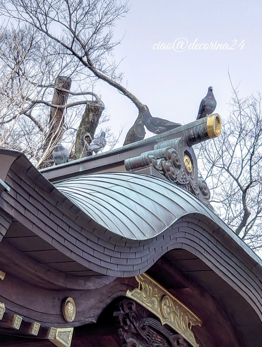 decorina24's tweet image. ••✼••┈2022想い出┈••✼••
⛩️にゃが8つ揃った記念に御朱印を戴きに鳩ケ谷氷川神社へ
神社ねこ“ココアちゃん🐈😍”に逢えたのに喜びすぎて写真撮るの忘れた🥳🎶(笑)

#2022年2月22日
#スーパー猫の日 
#鳩ケ谷氷川神社 
#猫の日御朱印 #招き猫
#夫婦楠 #ハート #鳩 🕊
#花写っと #お写ん歩