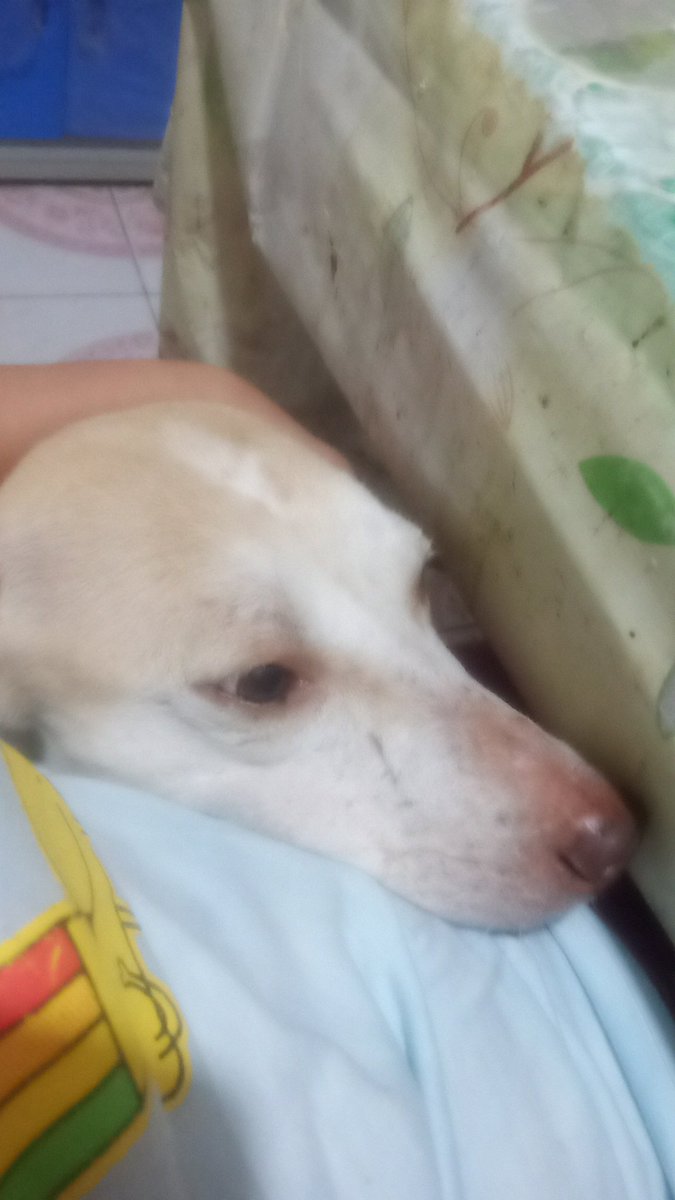 studybugky's tweet photo. #studytwtpets baby goes to me for cuddles then growls at me a few minutes later 

call that tsundere https://t.co/ASwdUI4pzx