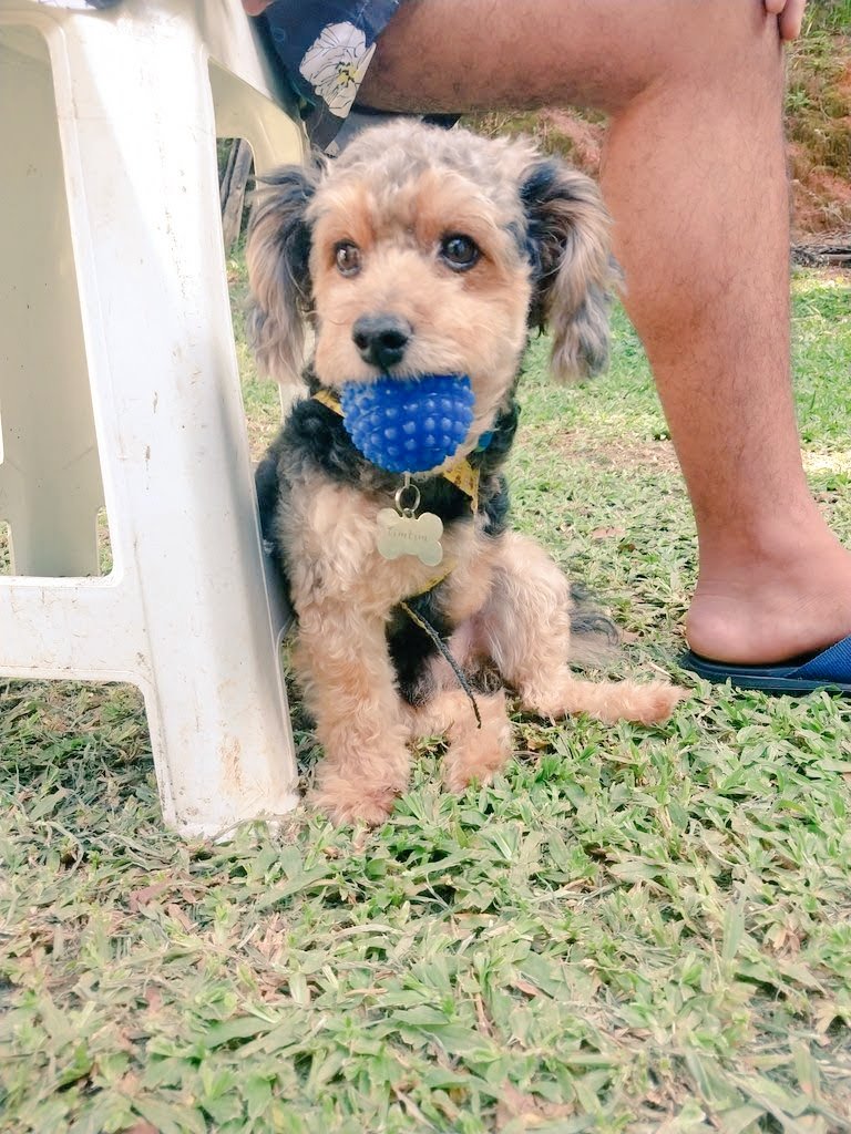 AndrielliRodr12's tweet photo. Oi pexual, amo brincar de bolinha https://t.co/m9hJ9x3KIZ