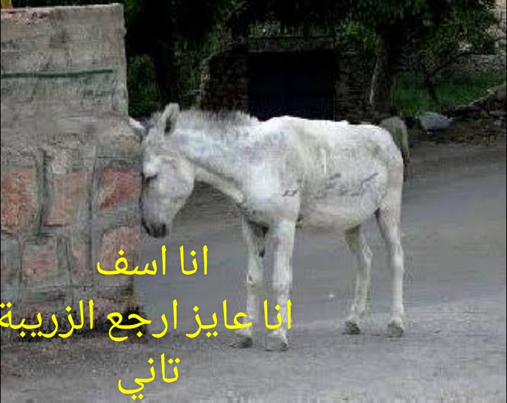 samer9131's tweet photo. @Ibrahim68955416 https://t.co/NiSzaQcmMf
