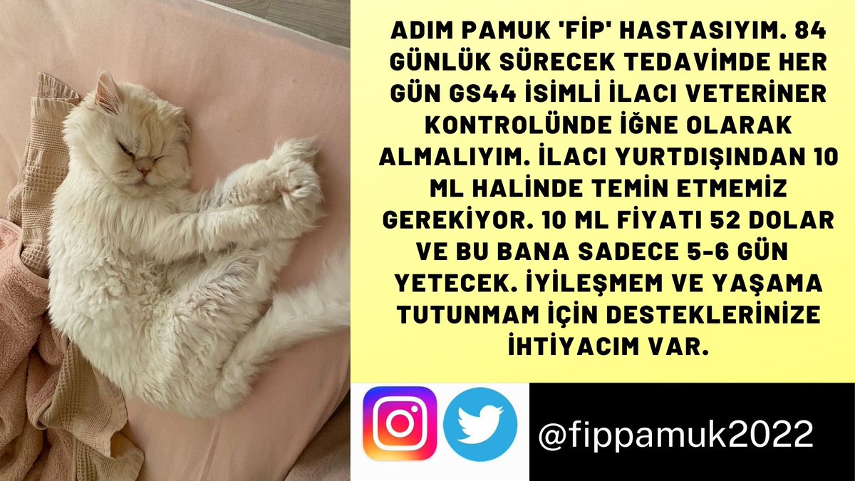 FipPamuk2022's tweet photo. LÜTFEN YAYALIM DESTEKLERE İHTİYACIMIZ VAR @ahbap_istanbul @ahbap @ahbapacil @haluklevent @zeynepbasaran4 @umuthepicimizde @asyinemisen
@ilknurnkedileri @hayhaksaygi
@AysemOzleyis @tursiko @SuzyFipli @wtfderin @patilibirbey @ankarapatiliky @bhhtoplulugu @fincankarisi @Nofipcat https://t.co/QVW51nLq7m