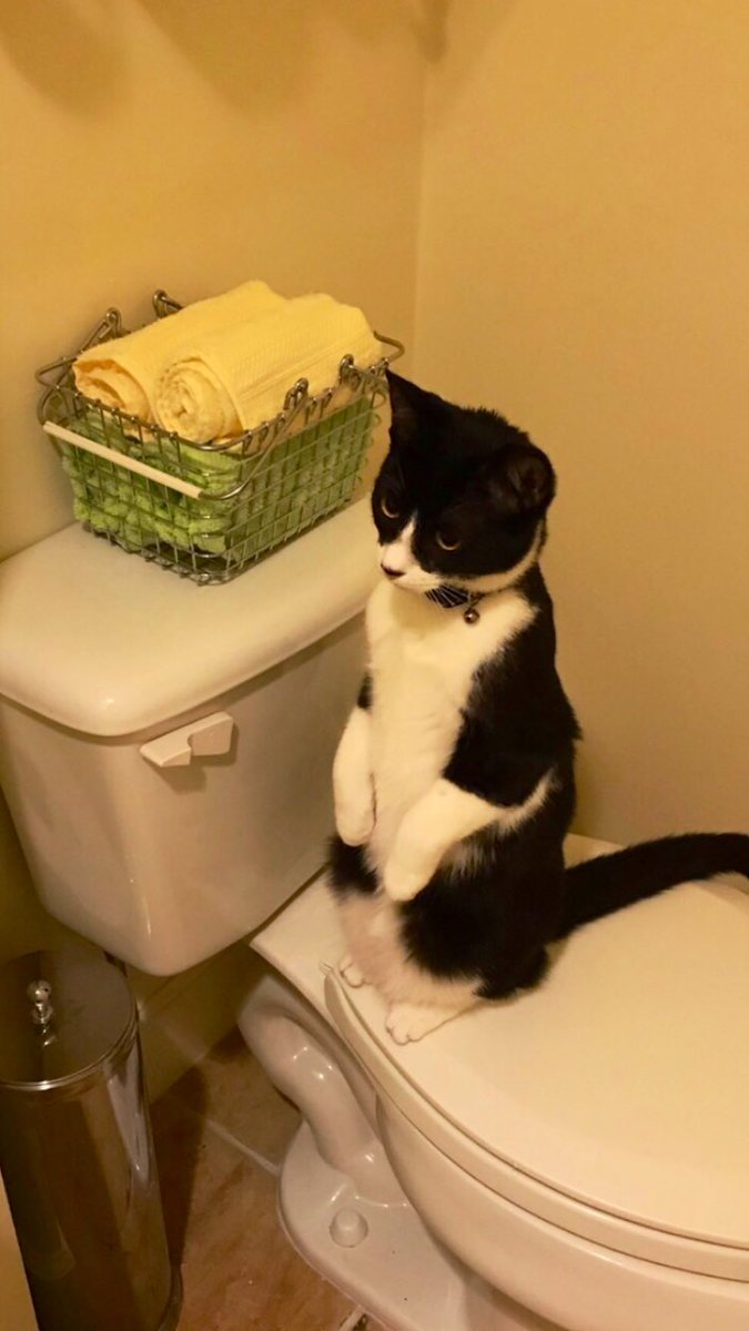 SophieMolly20's tweet image. Meerkat sighting!!!!🤩
Meerkat sighting!!!!🤩 
Wait…
In my bathroom 🚽??? 
😳
Sophie pretending to be a meerkat…. 
Why?????
🤷‍♀️ 
I’m just her hoom &amp;amp; servant. Why do cats do anything they do? 
#MysteriesOfLife 
#CatsOnTwitter #CatsofTwittter #tuxiegang #tuxitude
