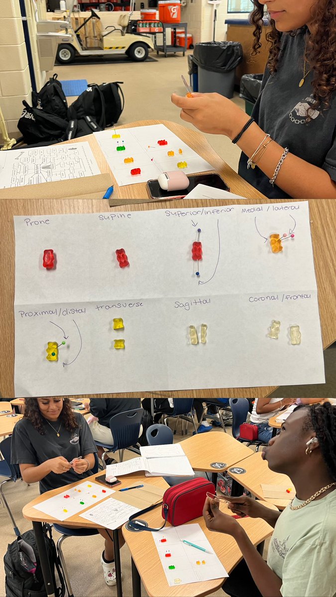 My anatomy students were able to do a super fun &amp; yummy activity that taught each of them anatomical directional terms while also doing their first dissection on a gummy bear! We had fun pinning and cutting our bears to represent each term but had even more fun eating them after!