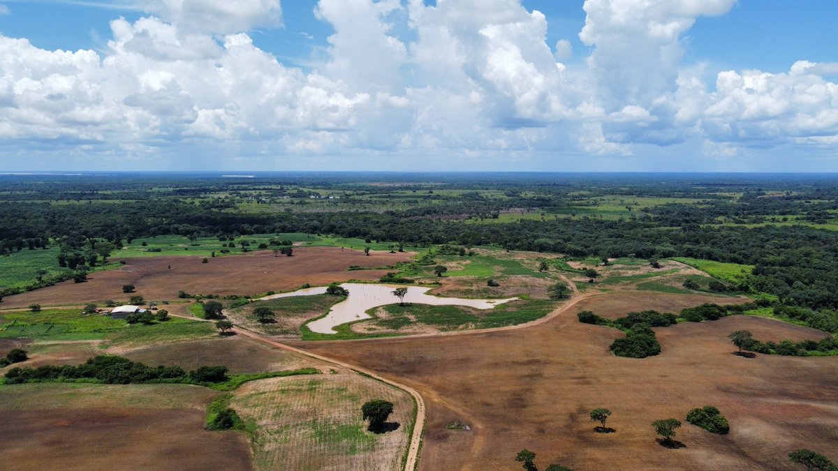 Gustavorracho's tweet photo. Trabajando en los llanos Guariqueños #Guarico #valledelapascua #flydrone #drone #dji #Venezuela https://t.co/qLoZSke8Qu
