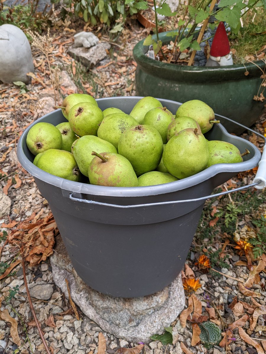 danielmaskell's tweet photo. Pear crop 2022 https://t.co/QS0cBdjXCT
