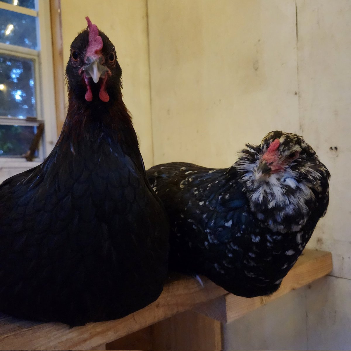 Miss_Ruthless31's tweet photo. If this isn't a "try me!" Face I don't know what is 🤣Seven and Beverly are always looking cranky #urbanhens #albertachickens #backyardbirds #angrybirds #meanchicken #nerdbirds #trekkie #SevenofNine #BeverlyCrusher #startrek #spacechickens https://t.co/ISlsrXZ0o5