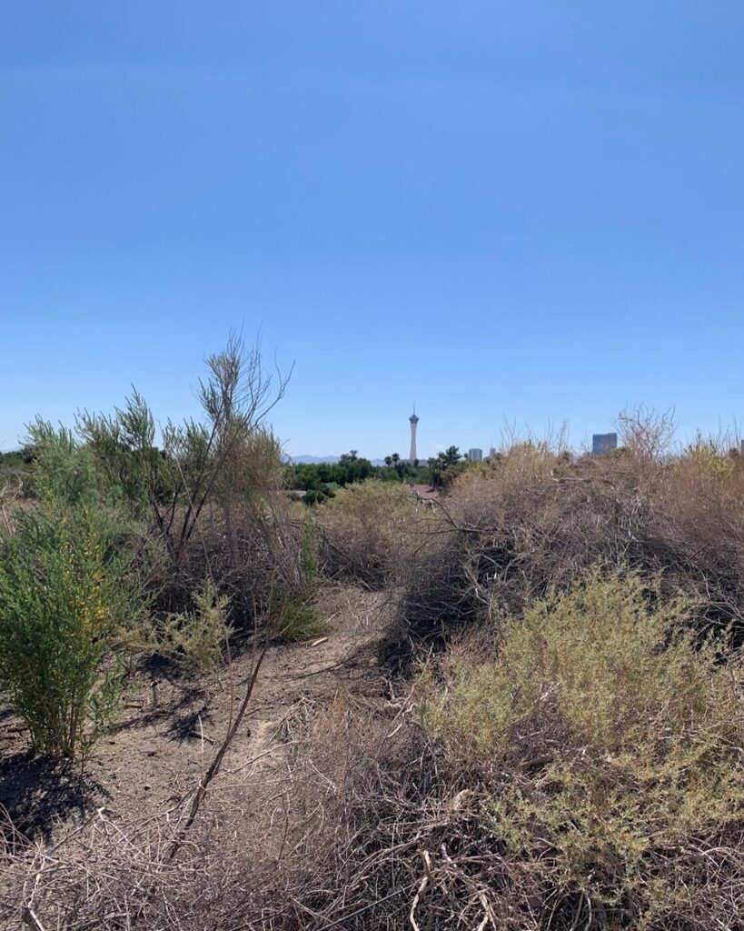 YourHikes's tweet photo. Desert hiking near Las Vegas with the Stratosphere in the distance.  Four hours later we were looking down on this area from the top of the Strat! https://t.co/07rVyezn28
