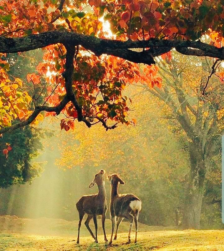 🍂🍁🍃 Good day 🍂🍁🍃

Always start your day with a grateful heart. 🌸🦌🌸

Thank God 🙏