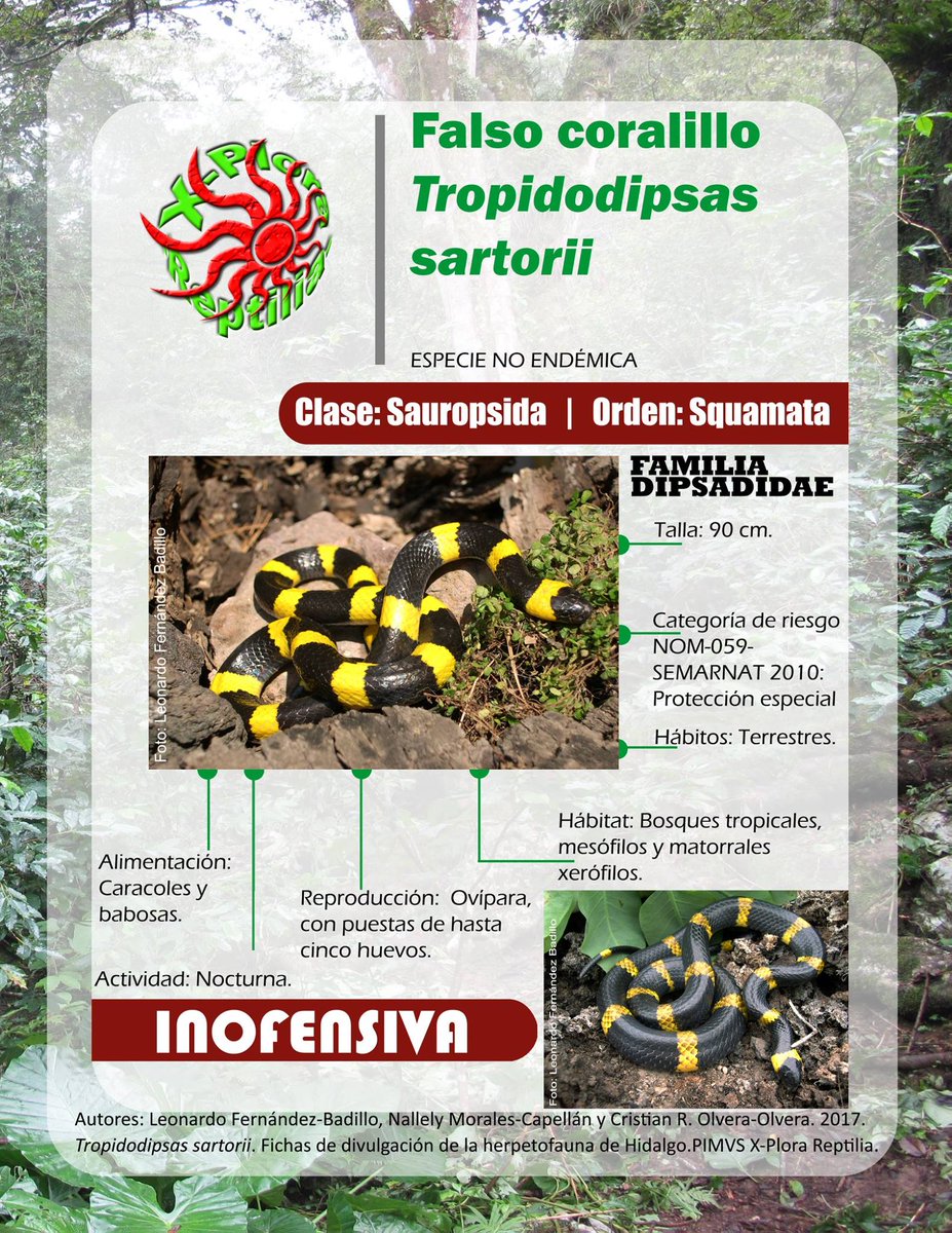 Herpeto_cosas's tweet photo. ¡Hola @ushamx!
Con gusto, se trata de una #CulebraCaracolera o #FalsoCoralillo (#Geophis #sartorii), no son de importancia médica, te dejo la ficha de la especie. Gracias por compartir.
Saludos 🐍✌️😎 https://t.co/Bbk7dodZ99