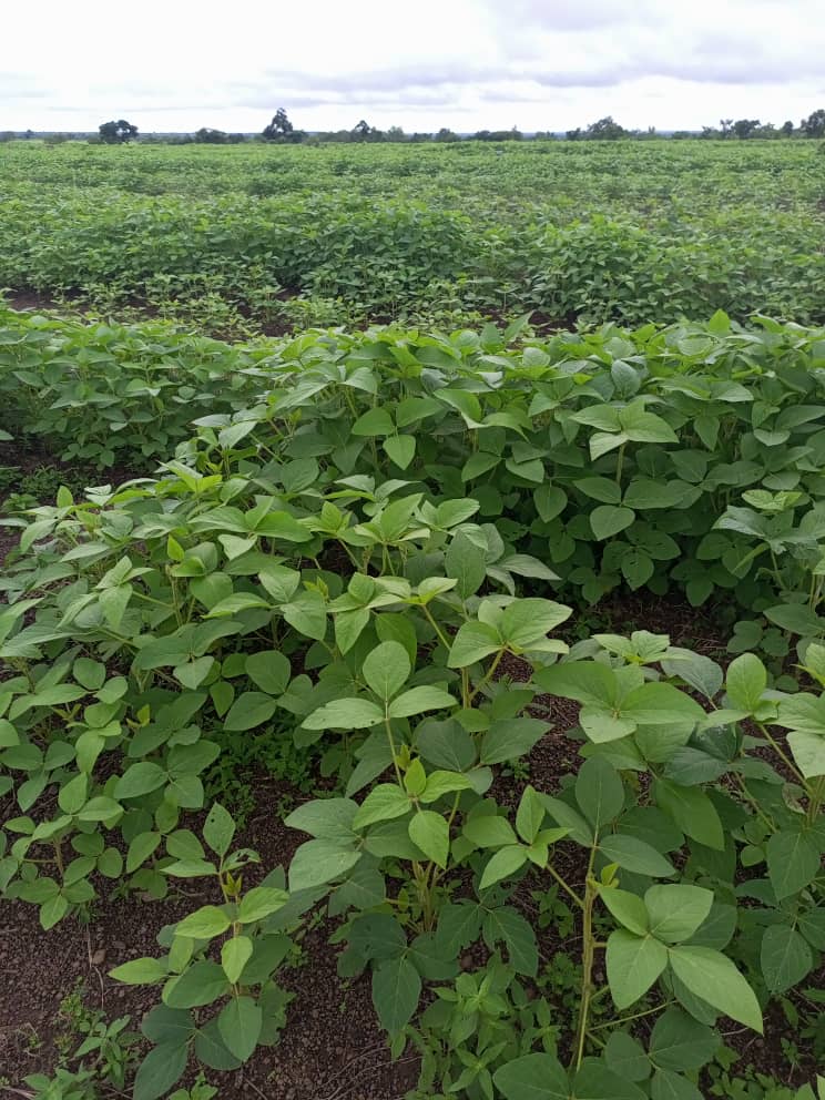Impressive soybean growth - from seeds to plants! Proud of our team! Interested in learning more about AgroFides? Read about our process here: bit.ly/2MRR4ih #lending #agriculture