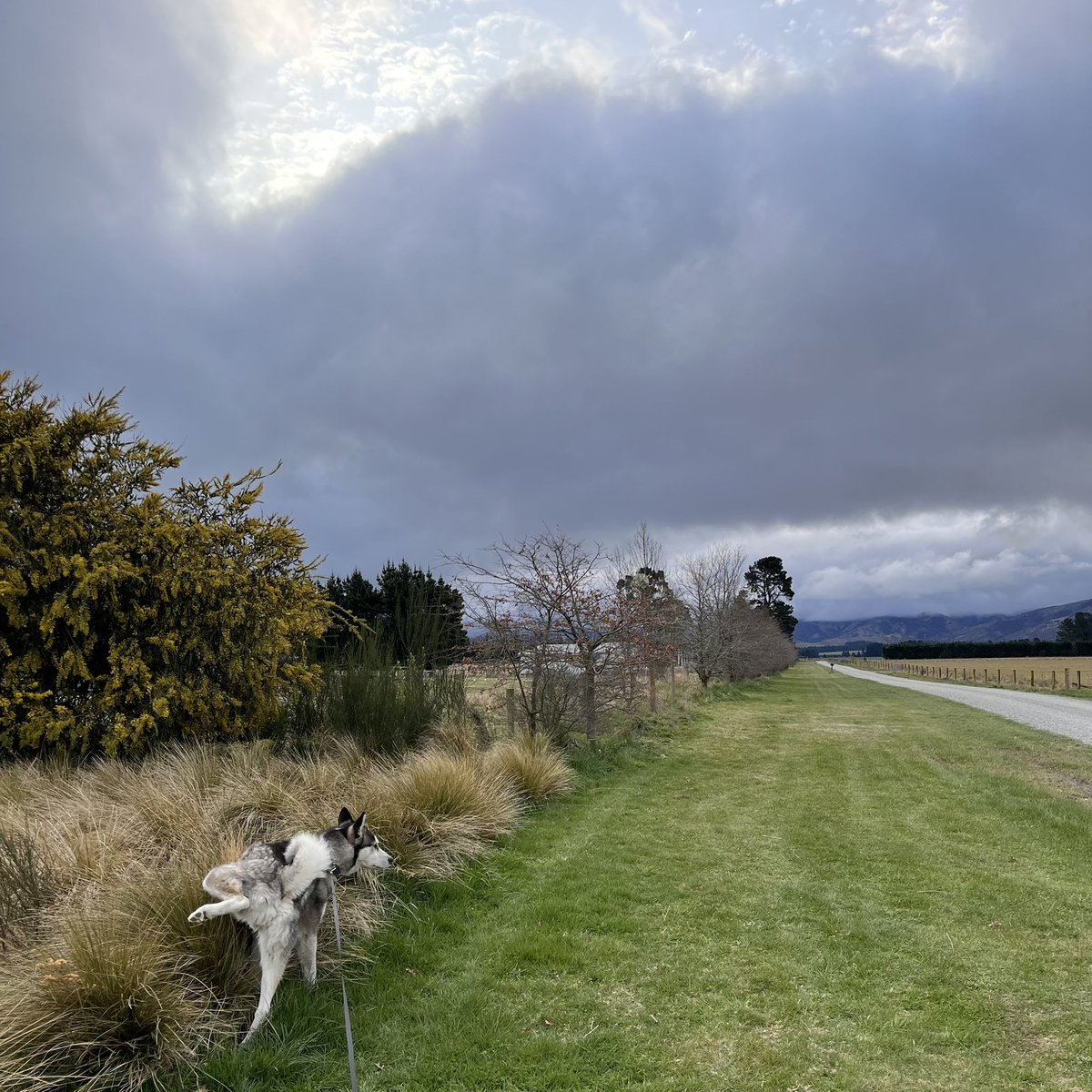 When you’re trying to take a photo of moody clouds and your husky photo bombs it in style. 😂
