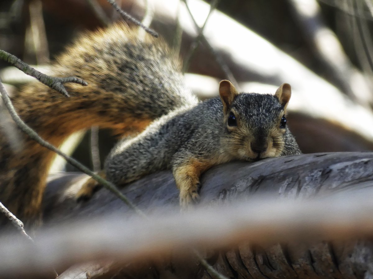 CathyNas1's tweet photo. Lazy Sunday #sundaysquirrels #squirrelscrolling #backyardanimals #squirrels https://t.co/mek9fXQX7U
