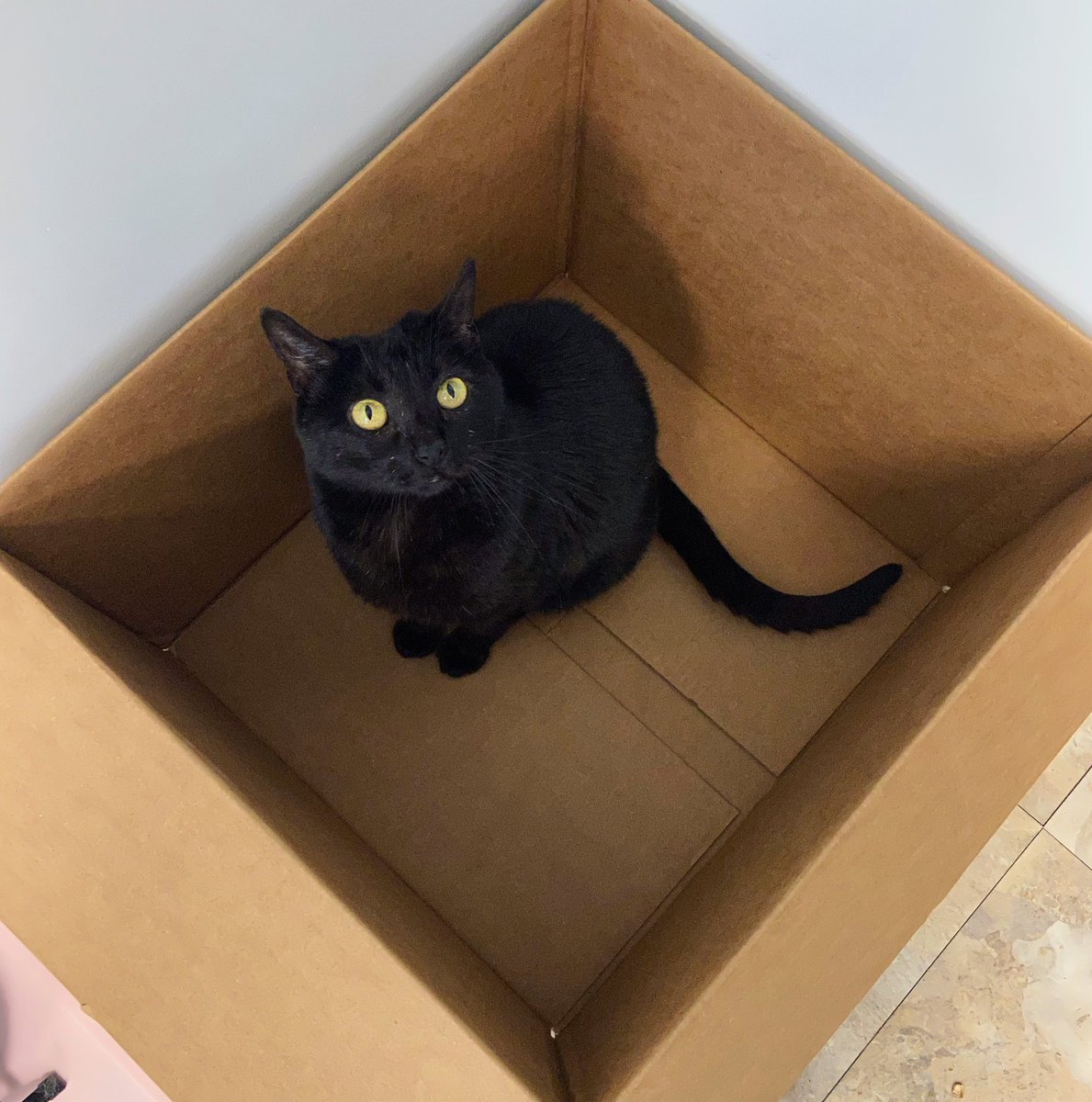 mimi_miranderr's tweet photo. sürprise ?? 🦇

#catboxsunday #catsofinstagram #CatsOfTwitter #cats #cutecats #blackcats #themeemster https://t.co/NIJUVAXb02