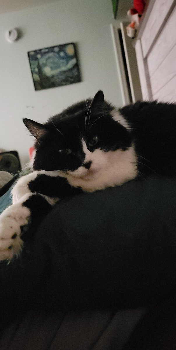 MMartin4391's tweet photo. My sweet Oreo #CatsOfTwitter #cats https://t.co/R40kZU1oDs