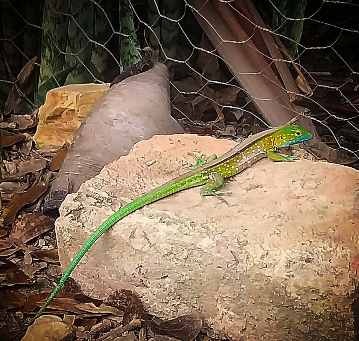 poniendoenpract's tweet photo. Otra visita inesperada #bellezasdelcampo #vidaenelcampo #creacióndeDios #elcampoesvida
"Entonces dijo Dios: Produzca la tierra seres vivientes según su género: ganados, reptiles y bestias de la tierra según su género. Y fue así". Génesis 1:24 https://t.co/peVXHFjZE1