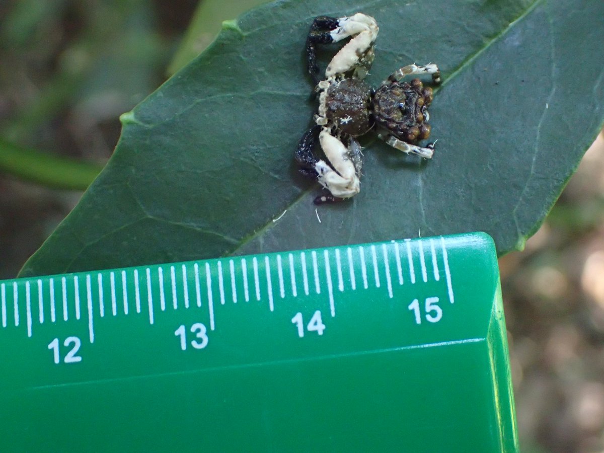 クモちゃん (@JunichiKumo) / Posts / X