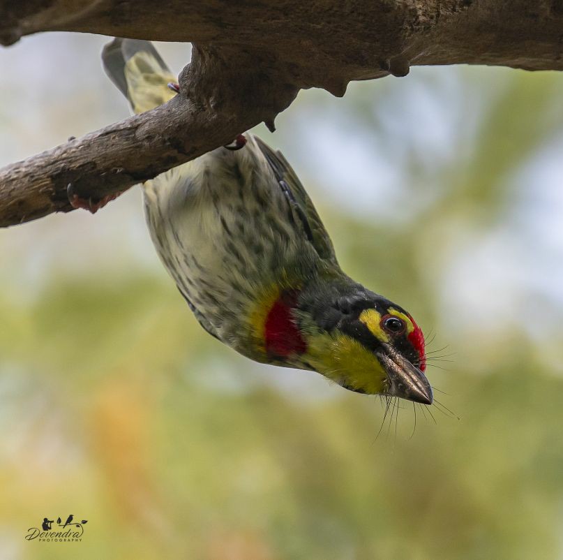 Copper Smith Barbet, hang in there.......
#IndiAves #TwitterNatureCommunity #twitterphotography #birds #birding #BirdTwitter #coppersmithbarbet #birdphotography #birdwatching #bbcbird #NaturePhotography #naturelovers #nature #wildlife #preciouslife #birdsof2022 #birdlovers #birds