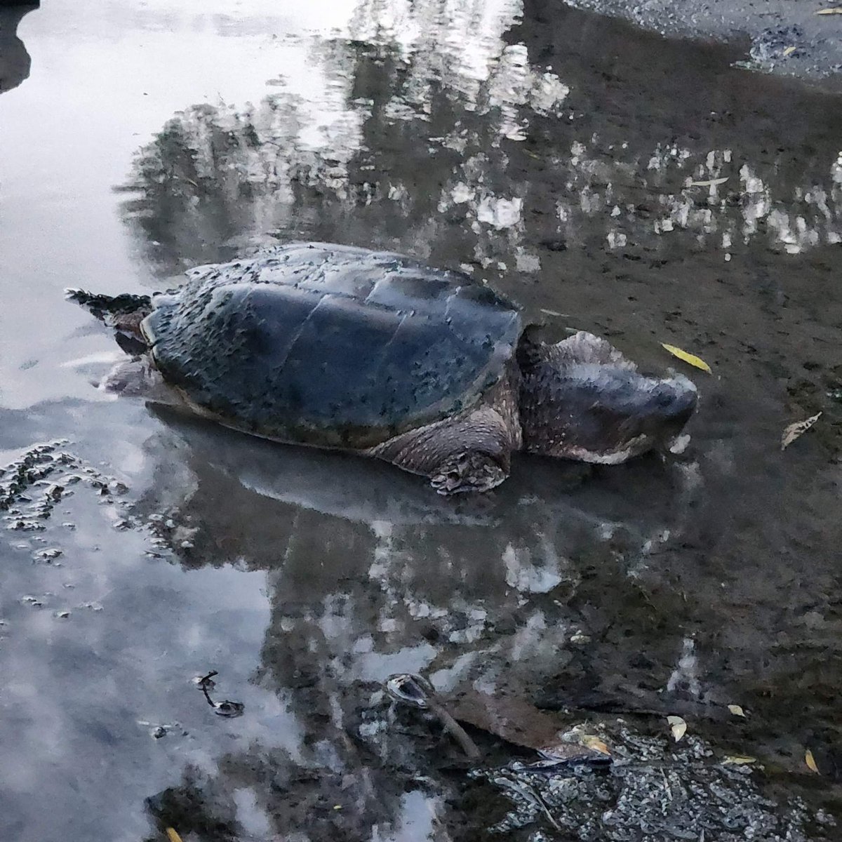 Snapping turtle in Sombra, Ontario.  #turtle #outdooreducation #reptiles