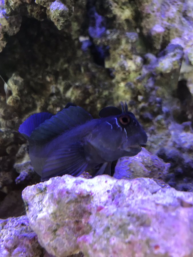 目立つ 黄色 キイロ の魚best5 水槽が映えまくり 水槽レンタル神奈川 マリブ 海水専門 メンテナンス