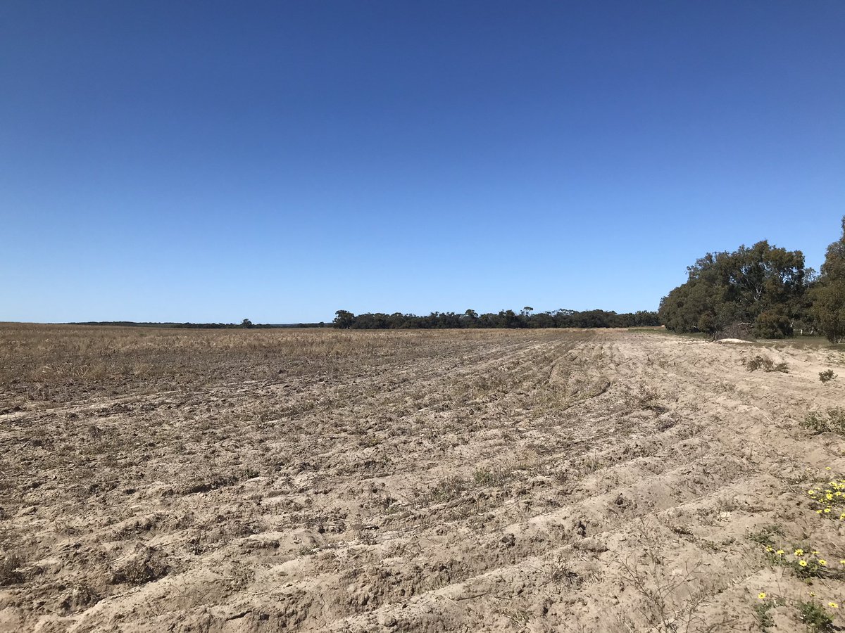 AnnaCornell1997's tweet photo. Recently sown perennials to increase year round ground cover on a very sandy paddock near Dongara. The landholders previously used this paddock only 2 months out of the year due to wind erosion. Growing Great Ground is supported by @AusLandcare #NLP and delivered by @NACC_NRM 🌱 https://t.co/qnZoGhBuHA