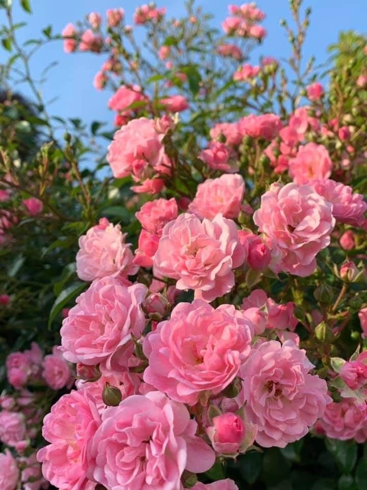 Beautiful day for all