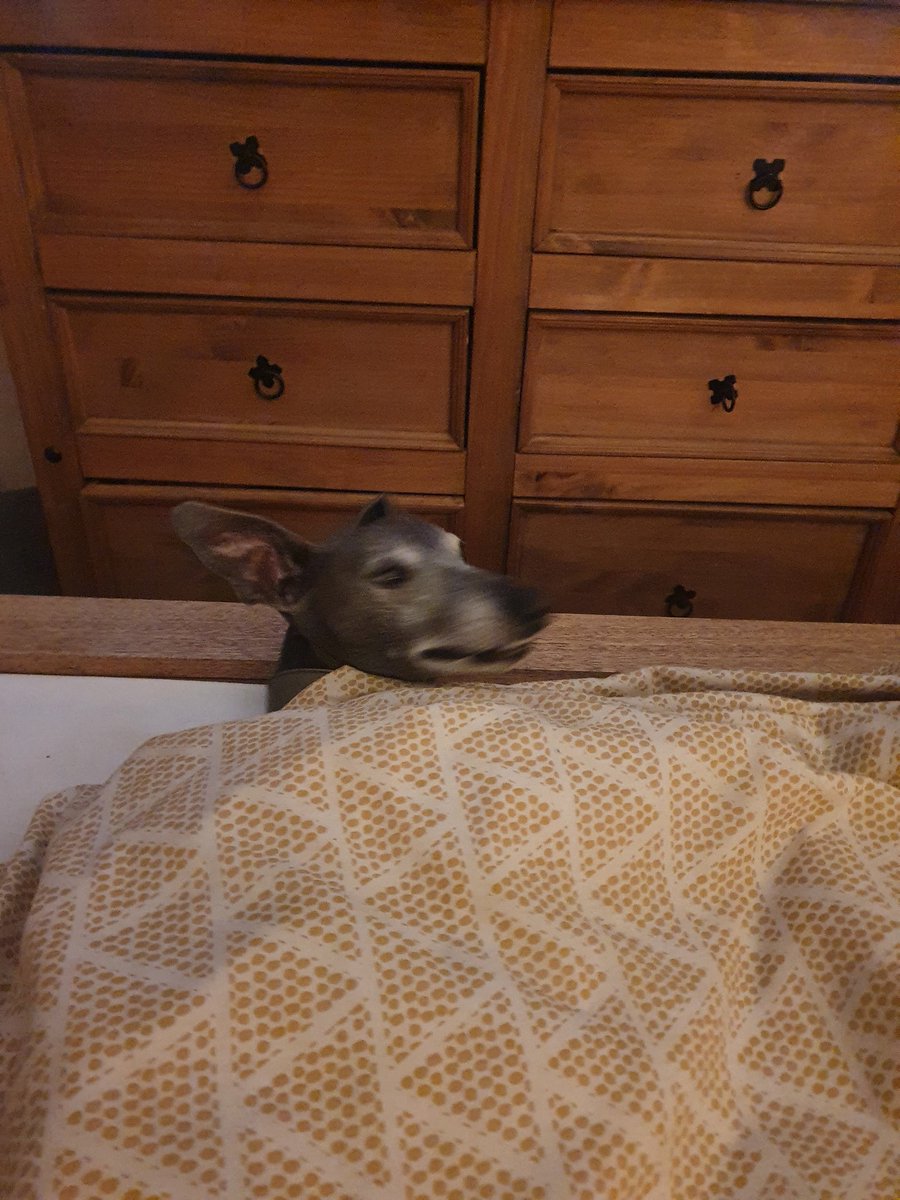 Wispawhippet's tweet image. Swap places you say?! Don&apos;t think so. Happy Monday folks