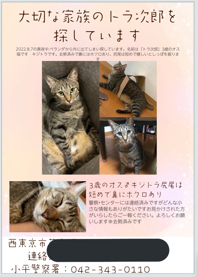 RINGO1816's tweet photo. トラ次郎を探しています‼︎3歳♂去勢済み、耳カット無しの尻尾が特徴的で短くあまり鳴きません‼︎子どもたちにとって宝物のような存在です　力を貸してください　鼻にホクロのような点があるのも特徴です　#西東京市　#猫　#猫のいる暮らし　#助けてください　#キジトラ　#猫レスキュー https://t.co/9q2ubhLcAO