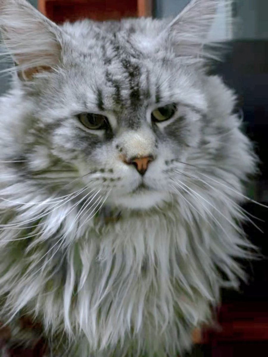 buaixiangcaide2's tweet photo. 是个喜欢养猫猫的人，如果你也喜欢猫猫，可以一起交朋友欧！！！也收小母狗欧，脾气好，宠人，等你的到来，嘿！！！ https://t.co/XUQ7E5HaAL