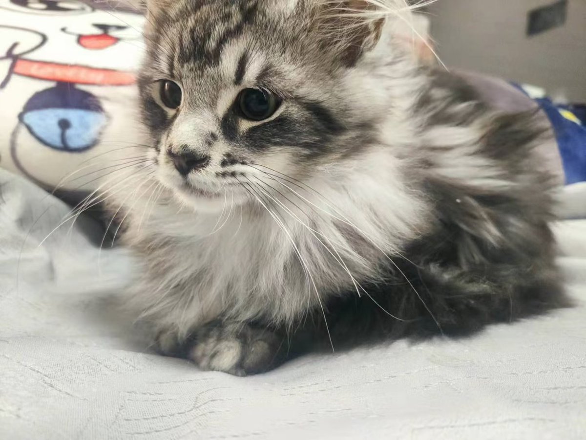 buaixiangcaide2's tweet photo. 是个喜欢养猫猫的人，如果你也喜欢猫猫，可以一起交朋友欧！！！也收小母狗欧，脾气好，宠人，等你的到来，嘿！！！ https://t.co/XUQ7E5HaAL