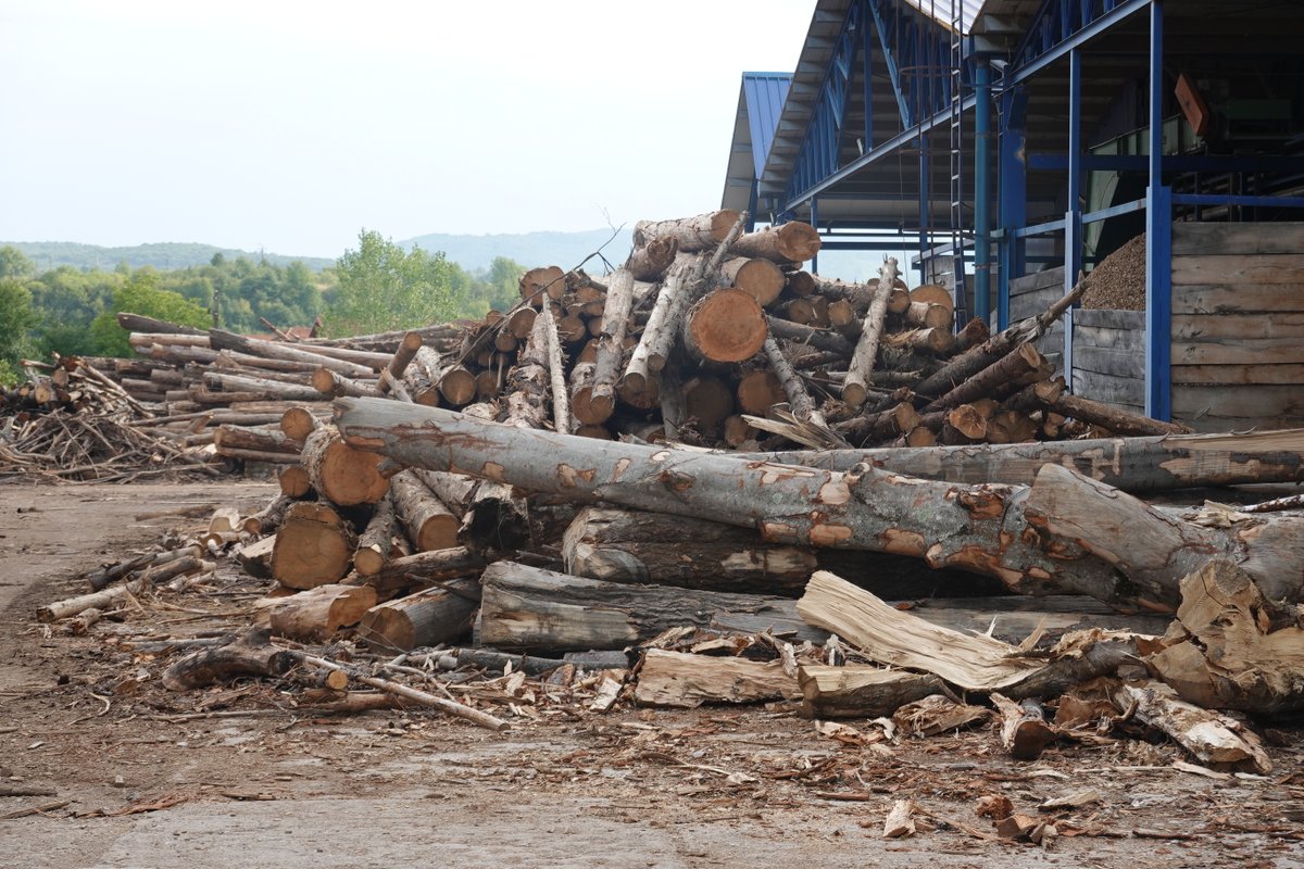 Members of the 🇪🇺Parliament, look at this ⬇️⬇️⬇️
Does this look like sawdust to you?
Trees ready to be chipped for wood pellets in western Romania. Your vote must change this and help #stopfakerenewables
<a href="/RovanaPlumbMM/">Rovana Plumb Oficial</a>  <a href="/othmar_karas/">Othmar Karas</a>  <a href="/dieGamon/">Claudia Gamon 🇪🇺🇺🇦</a>  <a href="/Frederiqueries/">Frédérique Ries</a>  <a href="/pascal_arimont/">Pascal Arimont</a>