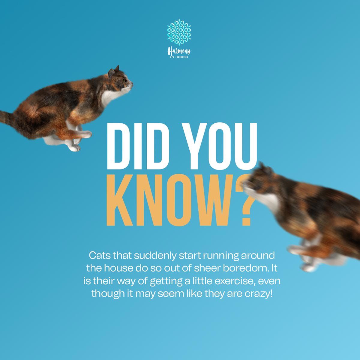 arkharmony's tweet photo. Did you know that?

#cat #cats #CatsOfTwitter #catlover #catlife #catlovers #catrescue #catfoundation #animalrescue #animalfoundation https://t.co/Sga0jQukDk