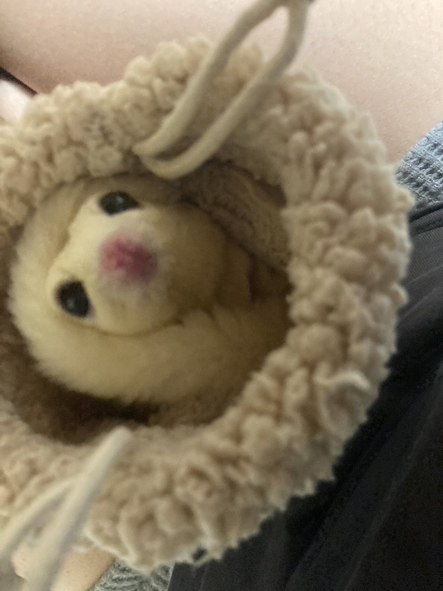 Roy72451362's tweet photo. 最近、可愛ってわかってて顔に尻尾まいてるの？ https://t.co/Ls7xxsCudT
