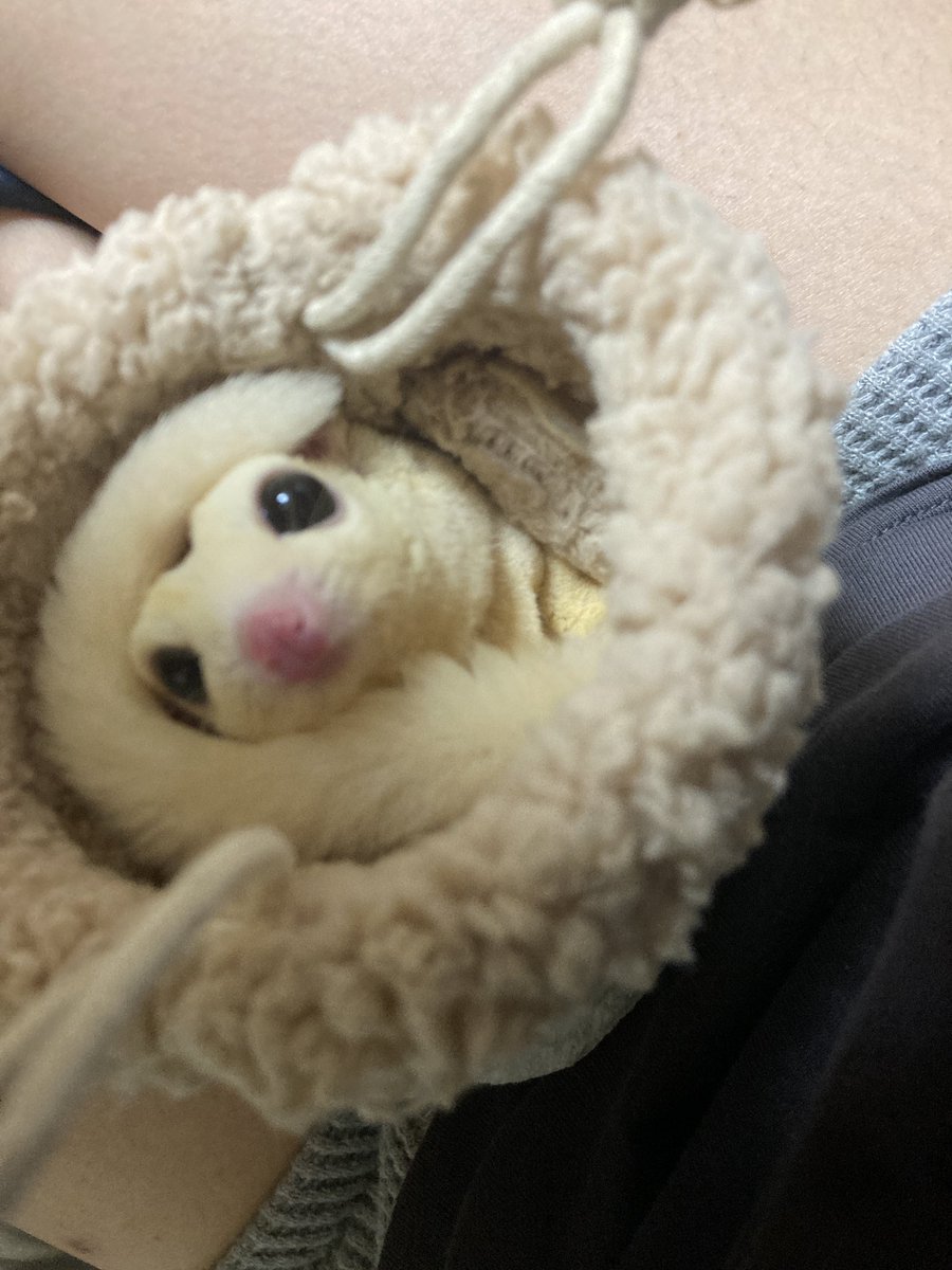 Roy72451362's tweet photo. 最近、可愛ってわかってて顔に尻尾まいてるの？ https://t.co/Ls7xxsCudT
