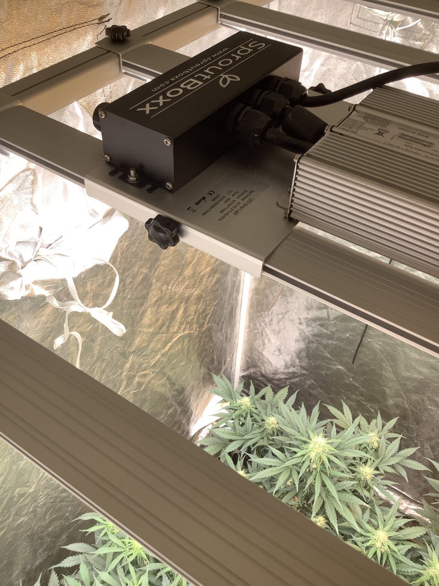 SproutBoxx's tweet photo. Got some nice photos from a customer over the weekend. This amazing looking crop brought to you courtesy our full spectrum #SproutBoxx YB-4K 480W grow light bars (running at 80pc power)π https://t.co/iWC9shM5Td