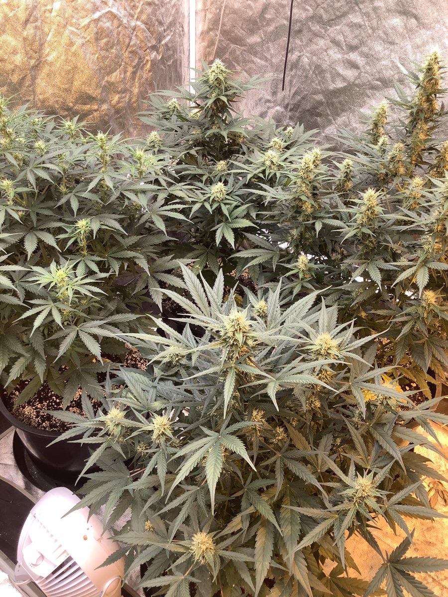 SproutBoxx's tweet photo. Got some nice photos from a customer over the weekend. This amazing looking crop brought to you courtesy our full spectrum #SproutBoxx YB-4K 480W grow light bars (running at 80pc power)π https://t.co/iWC9shM5Td