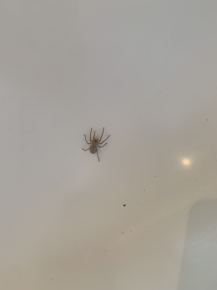 Ungureit's tweet photo. Guten Morgen. Ist das eine Nosferatu-Spinne? Sie ist ziemlich groß. https://t.co/kLRy6oAeIt