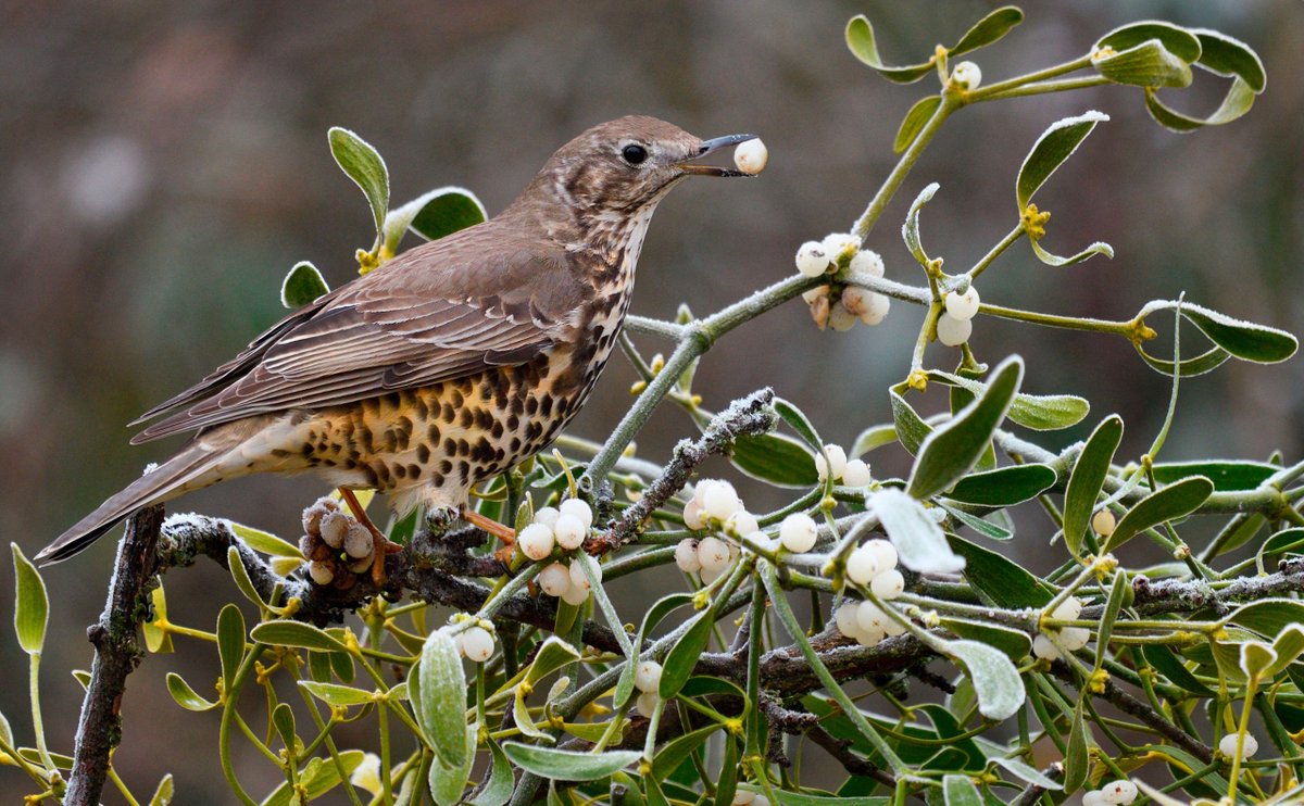 PAISAJE_lab's tweet photo. ¿Sabías Aristóteles y Teofrasto ya escribieron sobre dispersión de semillas por aves 🍒🐦💩🌱 hace ~2300 años?

Did you know Aristotle and Theophrastus already wrote about seed dispersal by birds 🍒🐦💩🌱 ~2300 years ago?

👇 Thanos (1994)
https://t.co/fwFflTj69L https://t.co/KclognGjen