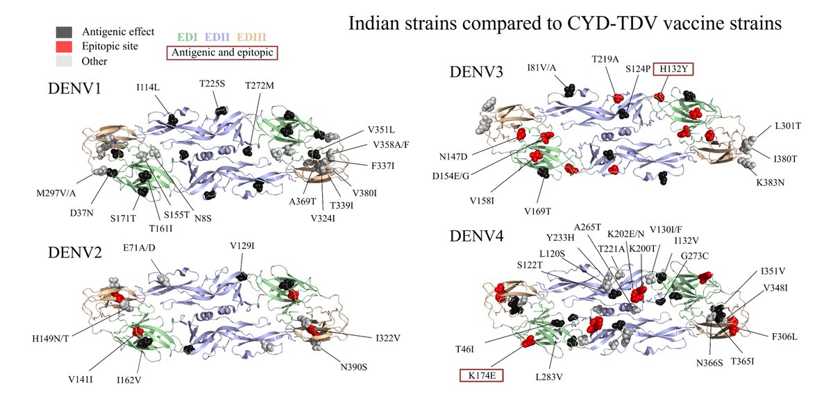 surajagtap01's tweet photo. Due to the regional restriction of the Indian genotypes and immunity-driven virus evolution in the country, ~50% of all E gene differences with the current vaccines are focused on the antigenic sites which can have implications in vaccine efficacy in the country.  8/9 https://t.co/De80LgnrrM