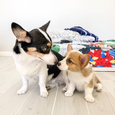 rinthecorgi's tweet photo. #throwback #NewProfilePic #puppy #pembroke #corgicrew #corgi #teamcorgi #photogenic #aloha #baby #cute #cutie #princess #sincity #angel #rin #queen #lasvegas #vegas #sunday #hello https://t.co/xuDtv09Tab