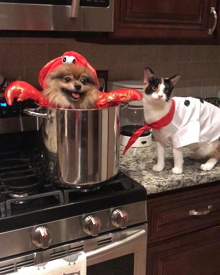 titityson's tweet photo. trying to figure out Oliver’s halloween costume. Suggestions welcomed https://t.co/su6DA9IsJr