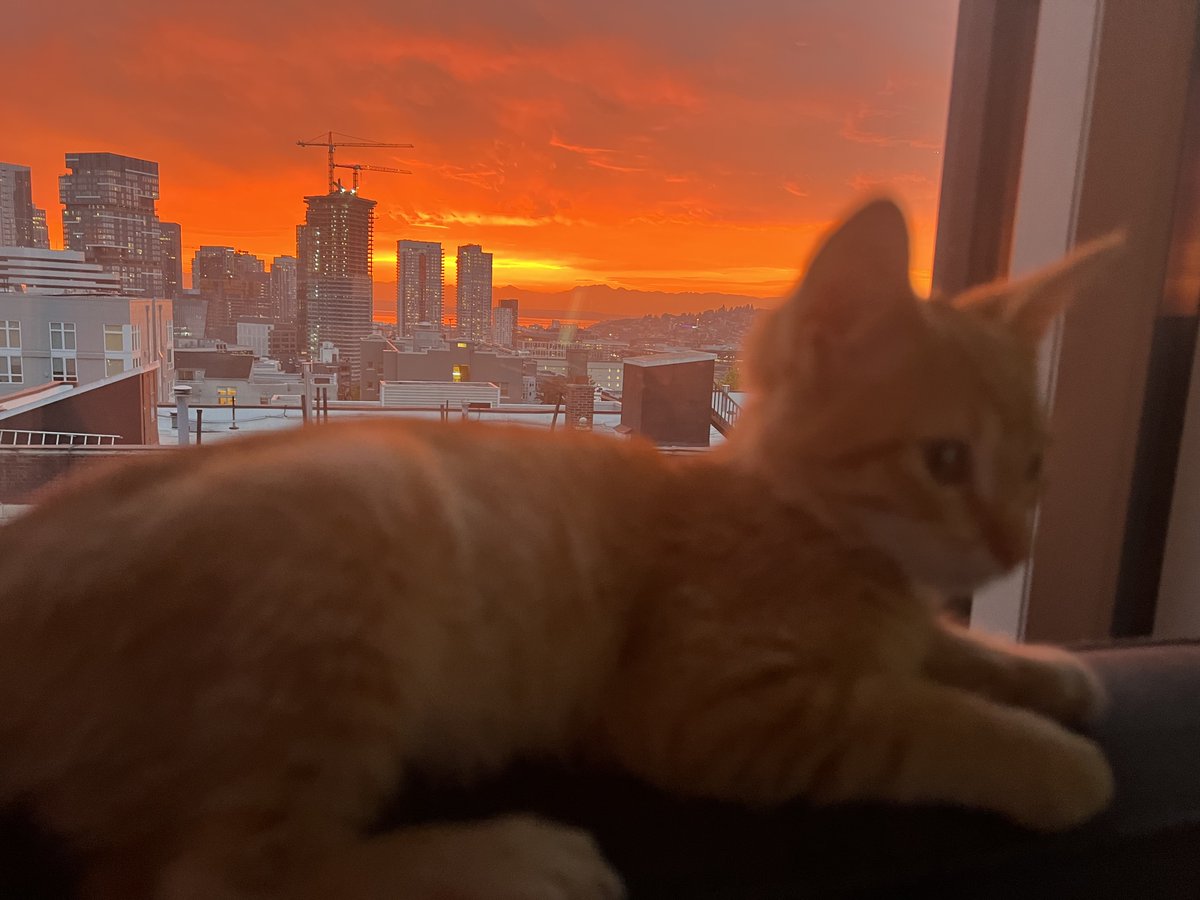 MollyRows's tweet photo. @EverettAnimals Tots loving watching sunsets from his new Seattle high rise home!  Thanks for rescuing him and letting me bring him into my loving home! https://t.co/N3WIU6JBYb