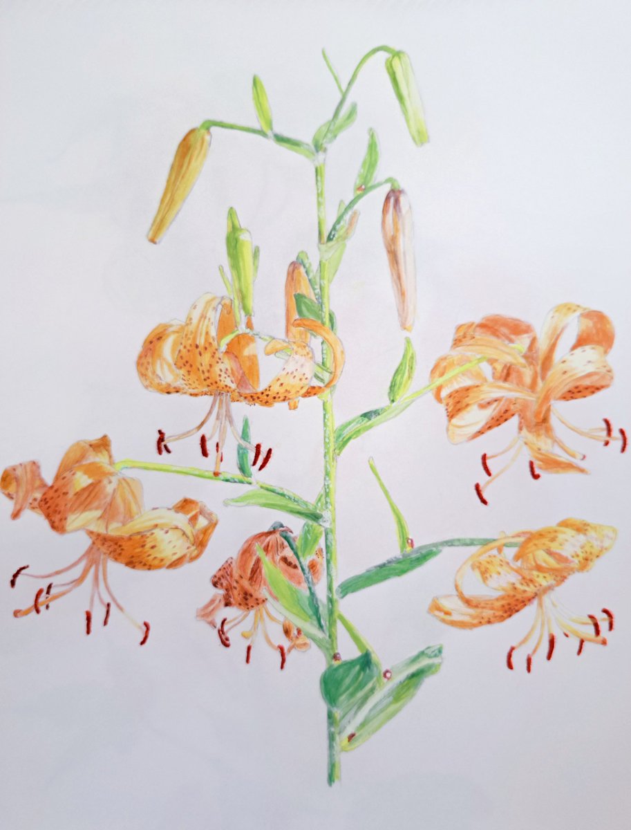 オニユリ のイラスト マンガ コスプレ モデル作品 57 件 Twoucan