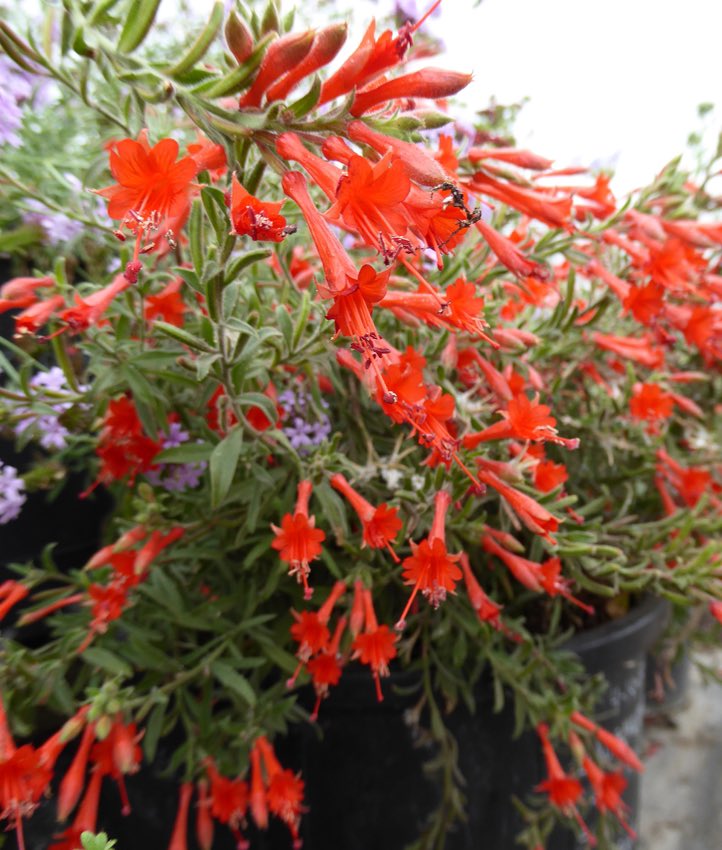 The California Fuchsia aka epilobium canum is a species of willowherb native to California. Often found on dry slopes, they’re easy to spot with their bright red flowers! Sometimes also called the hummingbird flower because when in bloom, they’re very attractive to hummingbirds.