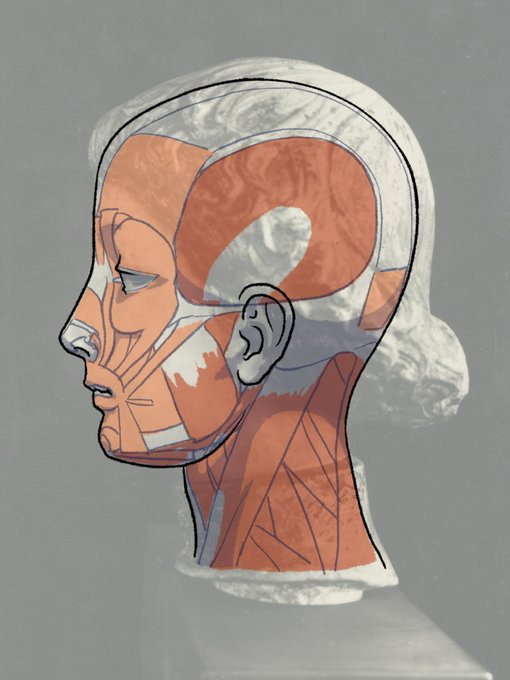 「伊豆の美術解剖学者@kato_anatomy」 illustration images(Oldest)｜4pages