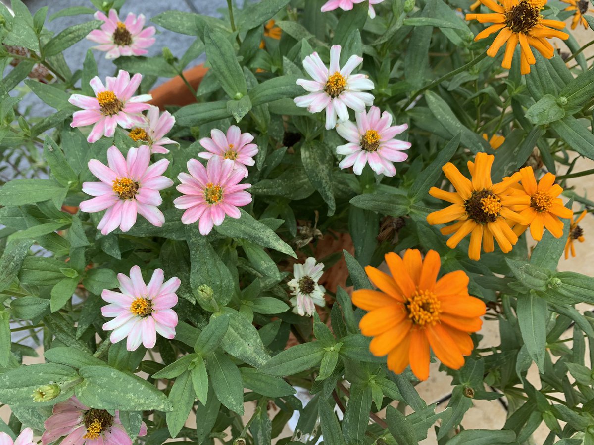 drumsyuu's tweet photo. 最近はピンク色も増えてきました🌸 https://t.co/birffnjT3t