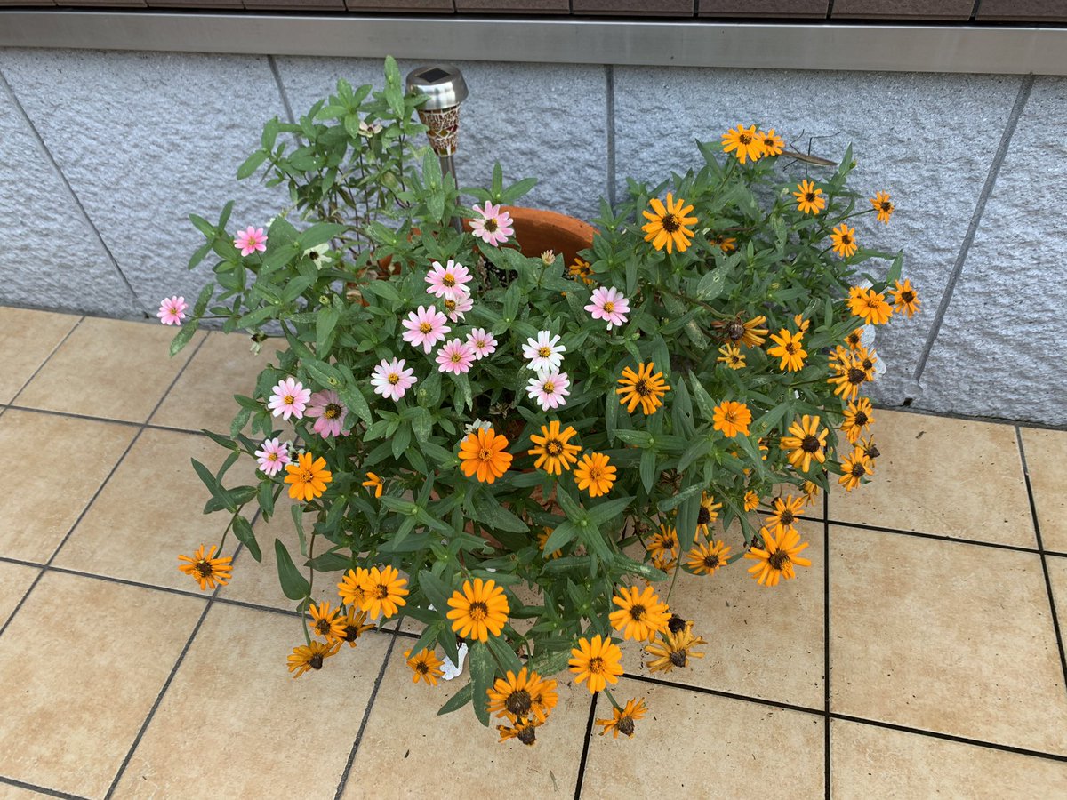 drumsyuu's tweet photo. 最近はピンク色も増えてきました🌸 https://t.co/birffnjT3t