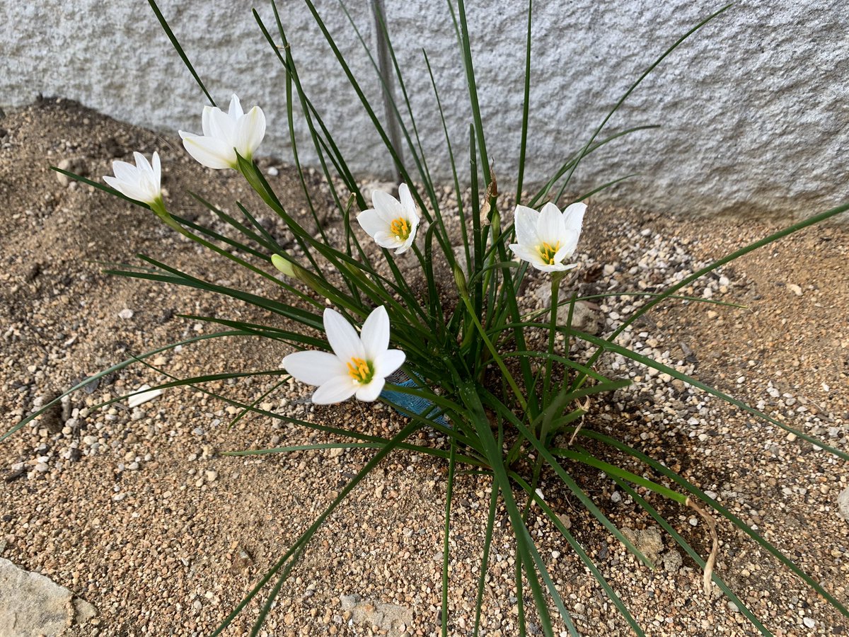 drumsyuu's tweet photo. 最近はピンク色も増えてきました🌸 https://t.co/birffnjT3t