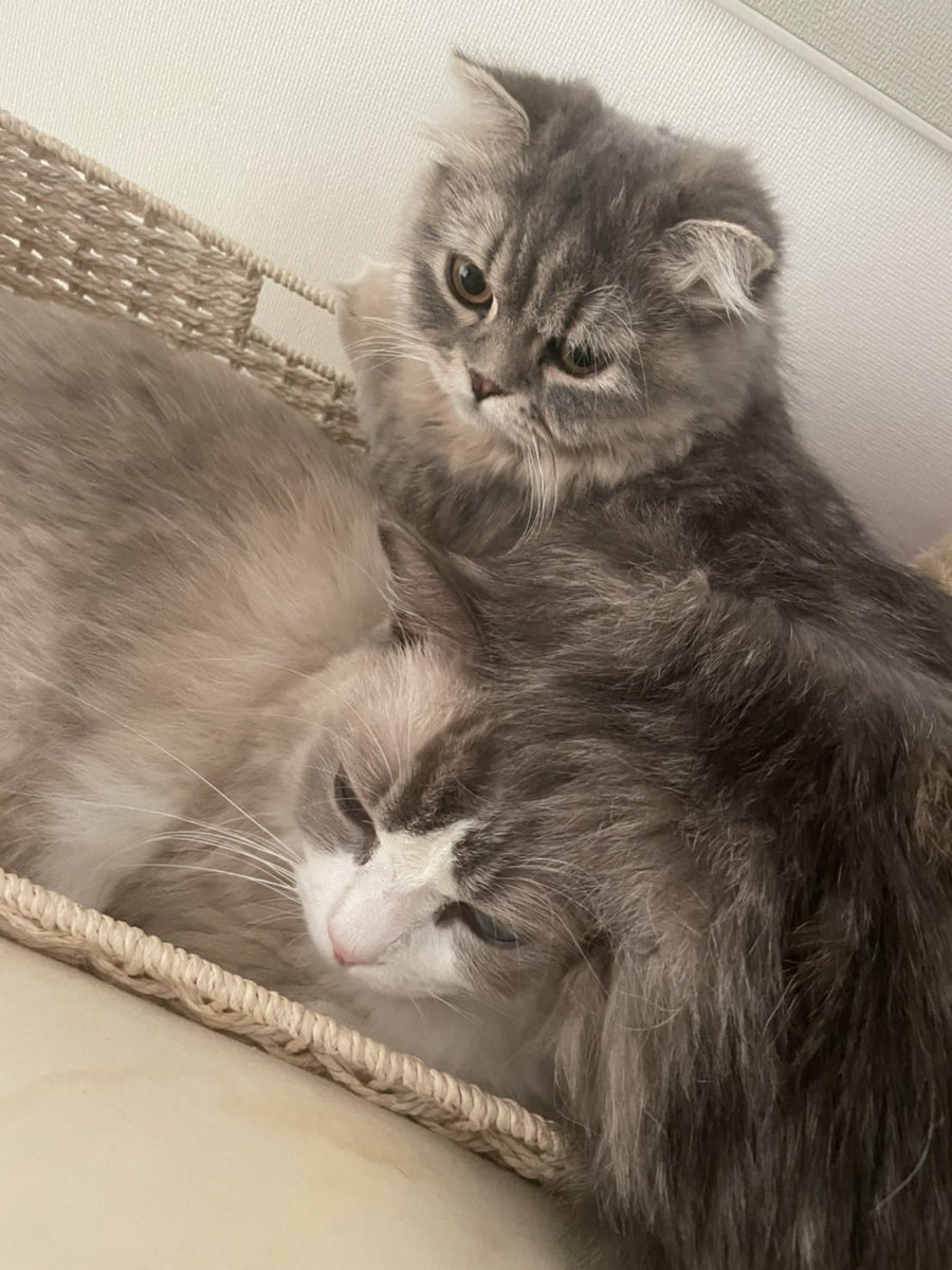 くらと (@wildlife_2525) on Twitter photo 