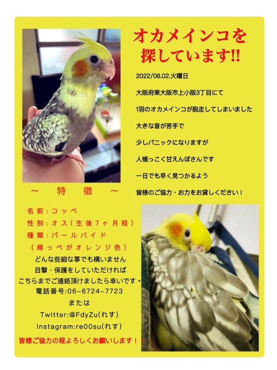 momocoto's tweet photo. #大阪府 #東大阪市 #上小坂 3丁目で #迷子のオカメインコ コッペちゃん

目���、保護された方はご連絡お願いします🙏

似た鳥を拾ったり家に入って来て
飼ってる方知りませんか？
違うかもしれなくても
時間が経っていてもご連絡下さい

#迷子鳥 #迷子インコ #迷子オカメインコ #拡散希望 っp https://t.co/8J5VxMMAEi