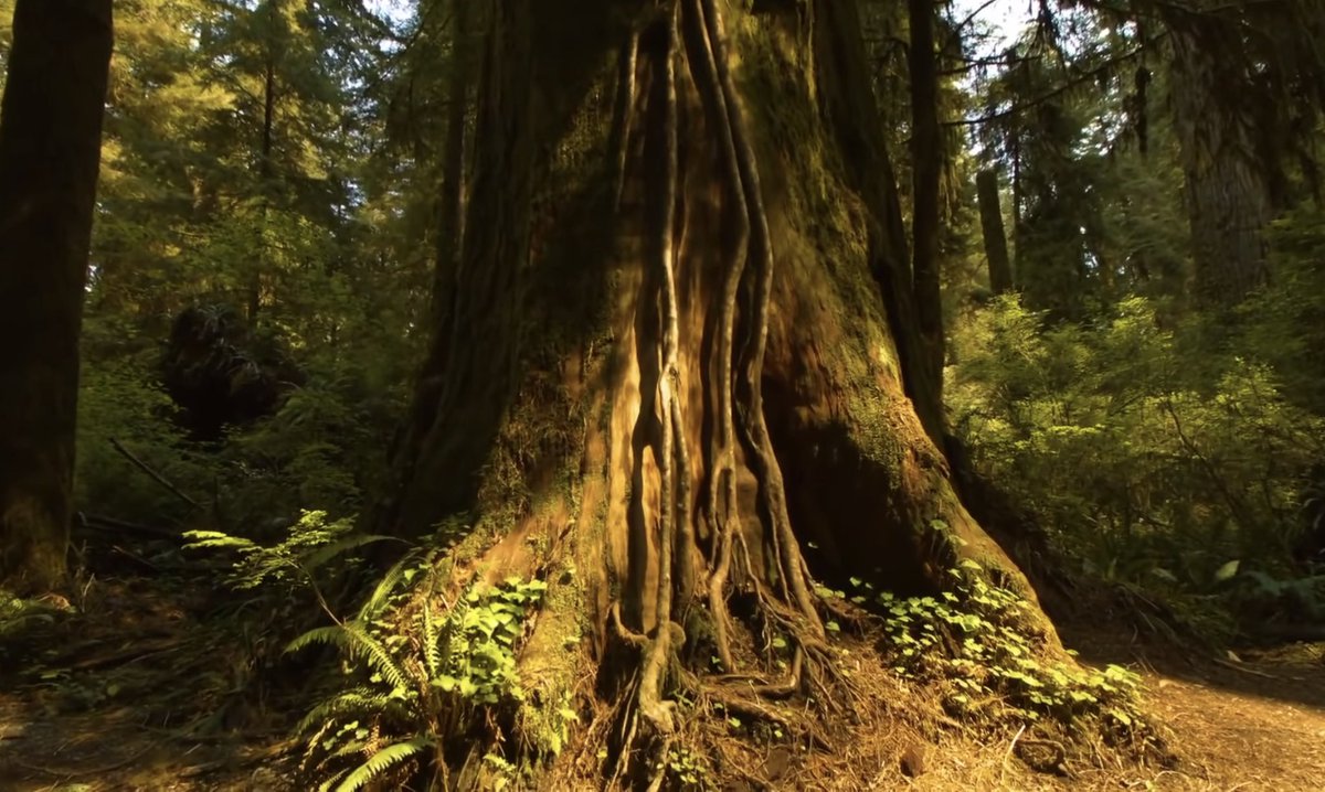 AnneScottlin's tweet photo. 🎶🎧Celtic Forest 🌳
#TimJanis #music #youtube #listen
👂👇
https://t.co/ozkZUv4L5o https://t.co/dkjgozsKAb